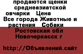 продаются щенки среднеазиатской овчарки › Цена ­ 30 000 - Все города Животные и растения » Собаки   . Ростовская обл.,Новочеркасск г.
